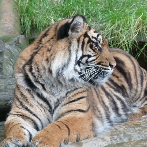 Dudley Zoo - tiger, tiger burning bright cc-by-sa/2.0 - © Chris Allen - geograph.org.uk/p/3060474